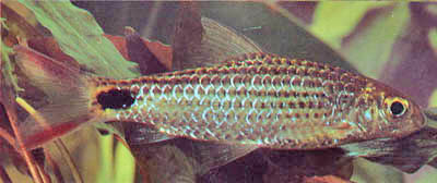 Puntius asoka